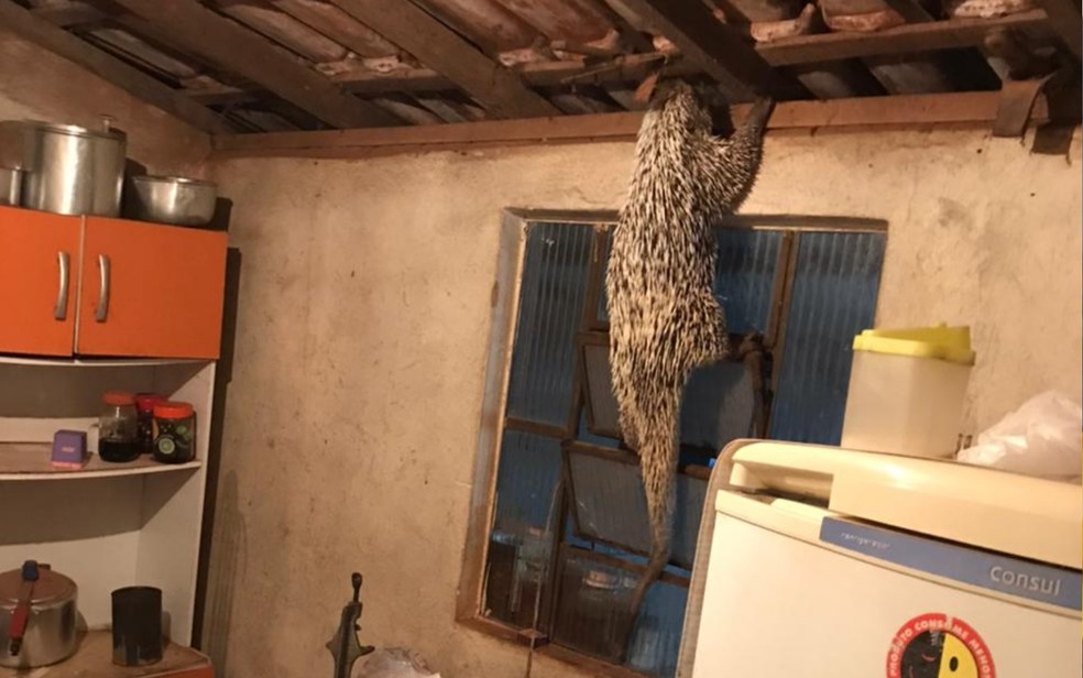 Ouriço entra em cozinha de casa de Hidrolândia, Goiás — Foto: Reprodução/TV Anhanguera