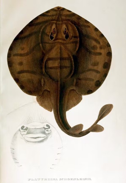 Ilustração de panray listrada de 1841 (Foto: Reprodução/Wikimedia Commons)