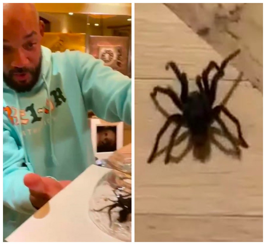 A aranha encontrada e capturada por Will Smith e o filho (Foto: Instagram)