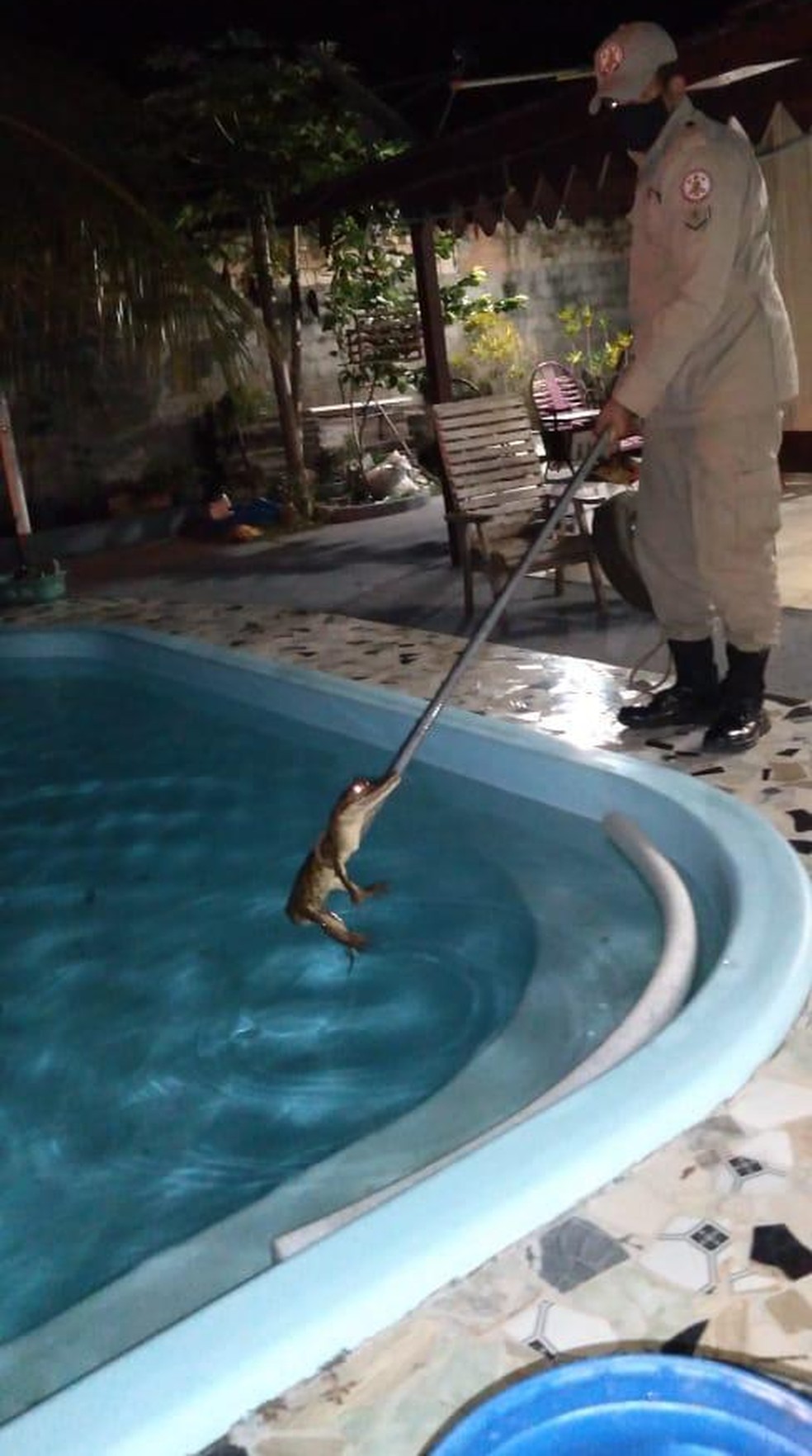 Moradores Levam Susto Ao Encontrar Jacare Dentro Da Piscina De Casa Em Mt Mato Grosso G1