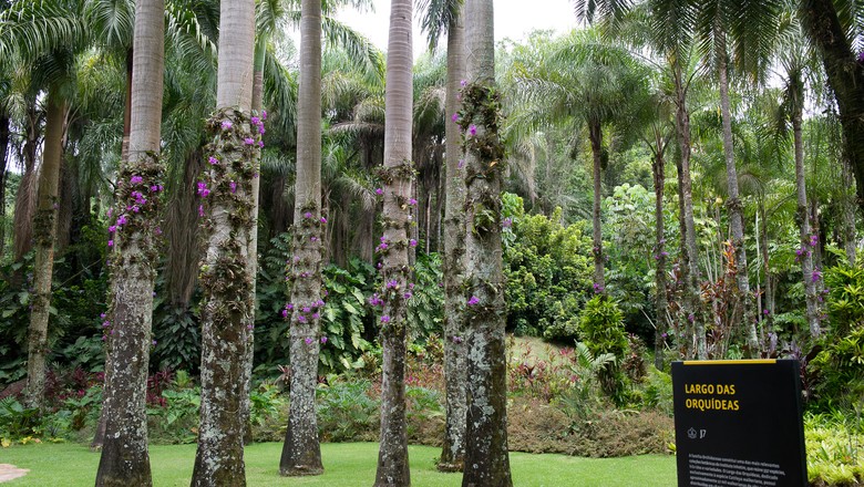 orquídeas-inhotim-instituto (Foto: William Gomes/Divulgação)