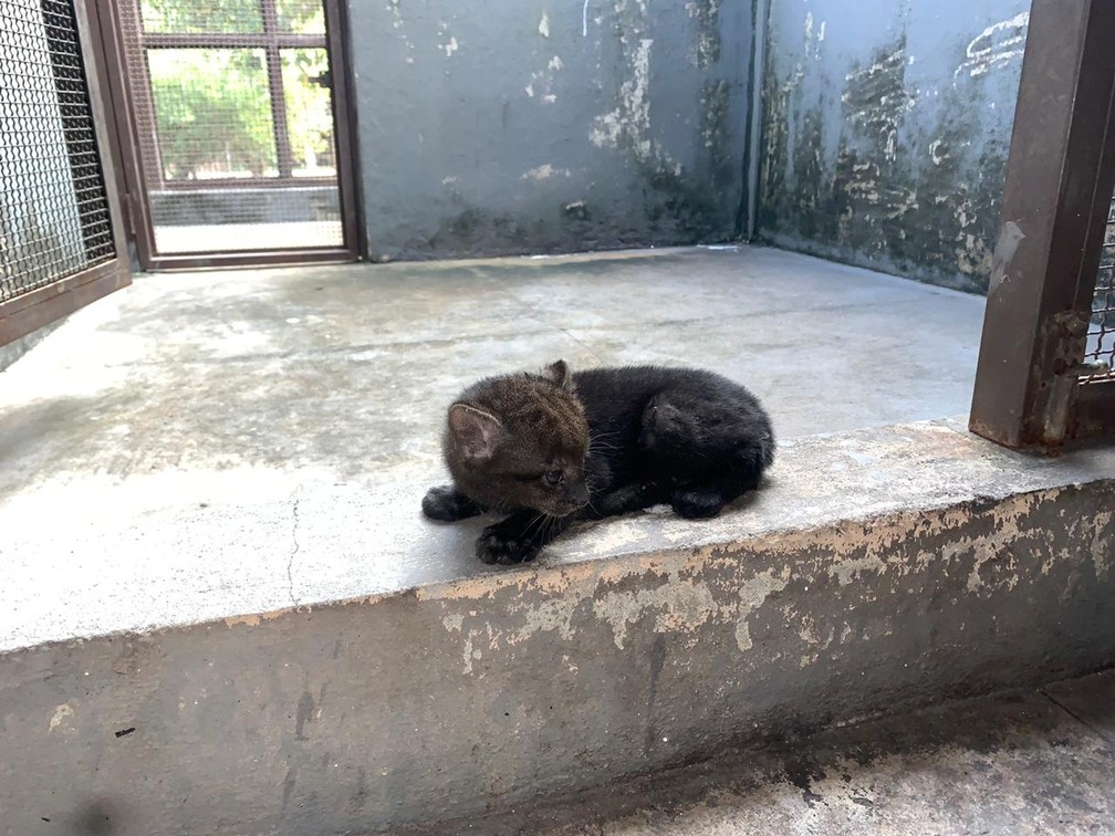 Gato-mourisco é considerado raríssimo e está ameaçado de extinção — Foto: Polícia Militar/Cipa/Divulgação