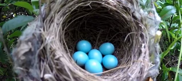 Ovos de ave da espécie Paradoxornis webbiana (Foto: Youtube/ Reprodução)