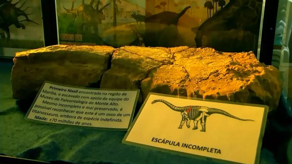 Fósseis começaram a ser descobertos na região de Marília nos anos 90 — Foto: Reprodução/TV TEM