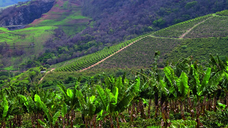Produtor mineiro aposta na agricultura regenerativa e recupera antiga área de pastagem degradada com cultivo de banana, abacate e mogno em meio aos cafezais. (Foto: Rogerio Albuquerque)