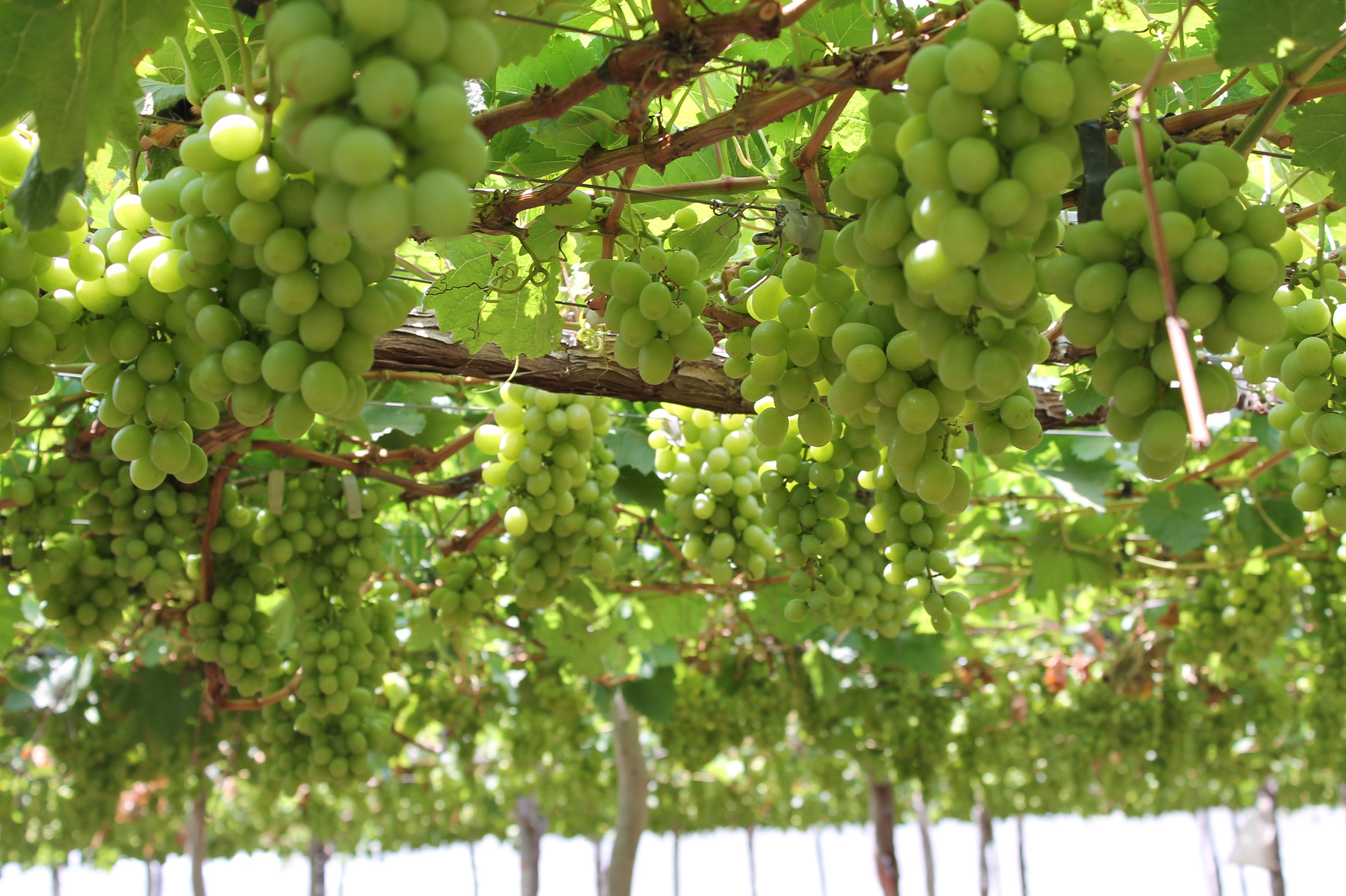 Família paranaense mantém tradição do cultivo da uva por mais de 60 anos