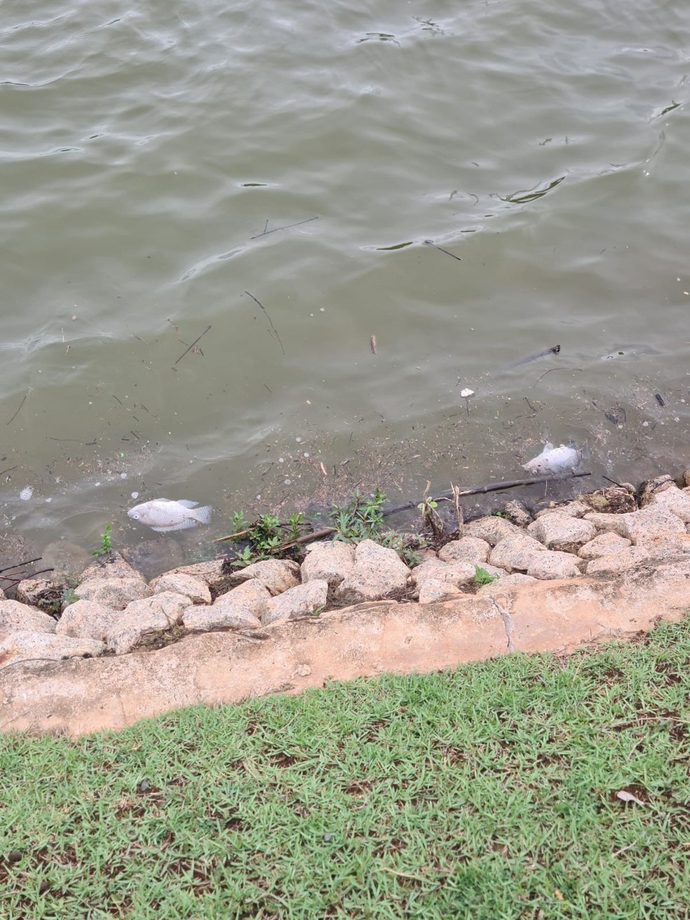 Peixes mortos aparecem boiando em lago de Cuiab  Foto: Cedida