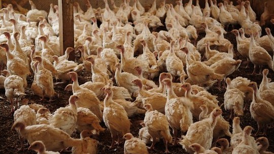 Argentina confirma caso de gripe aviária em indústria e suspende exportações