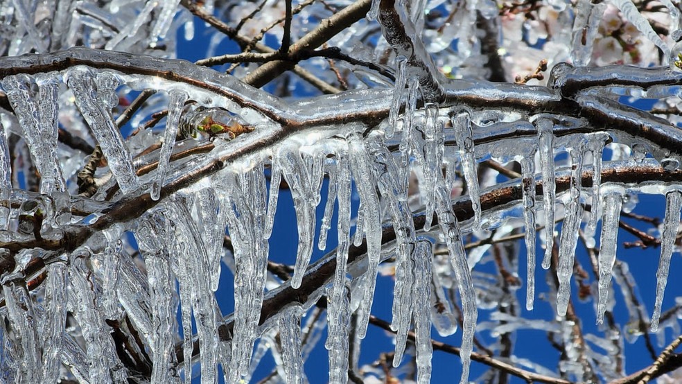 Água congelou na cidade de São Joaquim, incluindo nas árvores do centro da cidade — Foto: Divulgação / Mycchel Legnaghi
