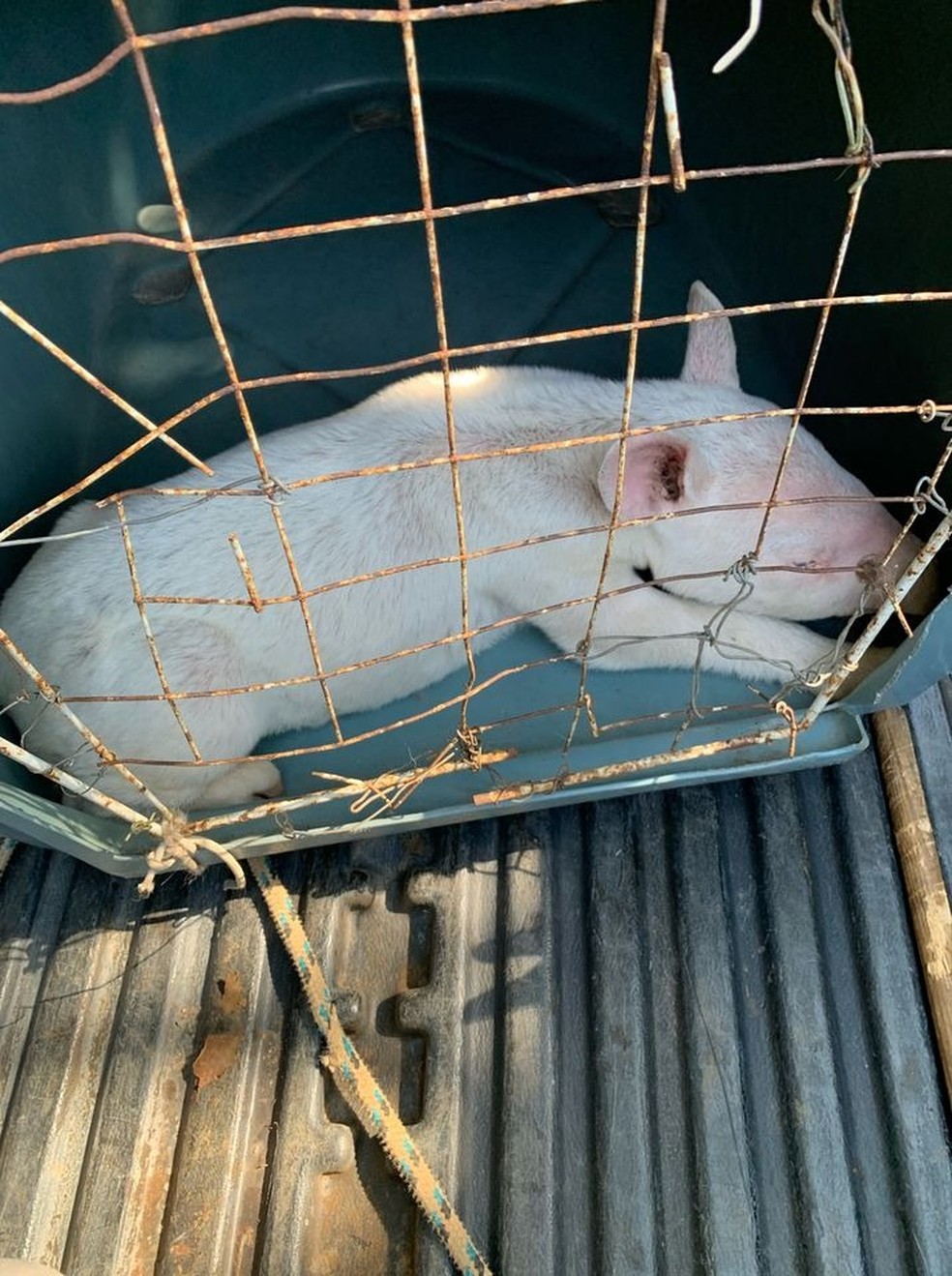 Animal quando foi resgatado em Piedade — Foto: Reprodução/Prefeitura de Piedade