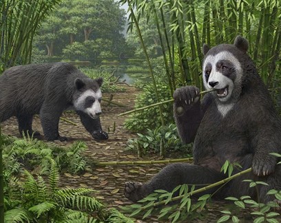 Pandas teriam evoluído com "dedo extra" para conseguir agarrar bambu