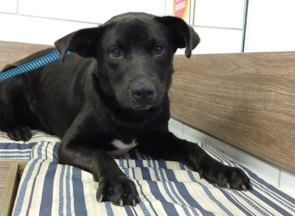 Cachorro deve ter alta do veterinário ainda nesta sexta — Foto: Divulgação