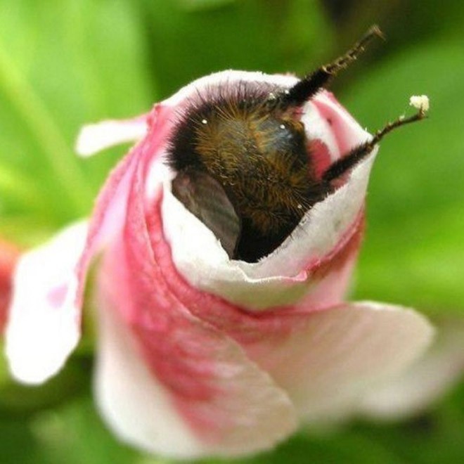 Todas as abelhas têm pêlos duros e bolsas nas pernas, o que lhes permitem coletar mais pólen entre as plantas (Foto: Reprodução / imgur)