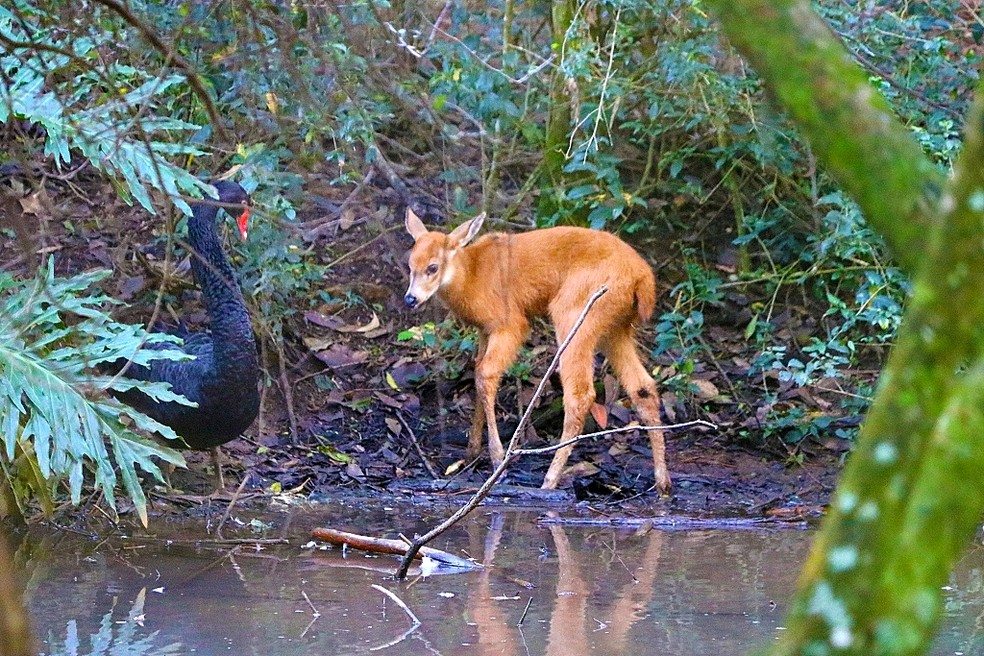 Filhote De Cervo Do Pantanal E A Nova Atracao Do Parque Ecologico De Sao Carlos Sao Carlos E Araraquara G1