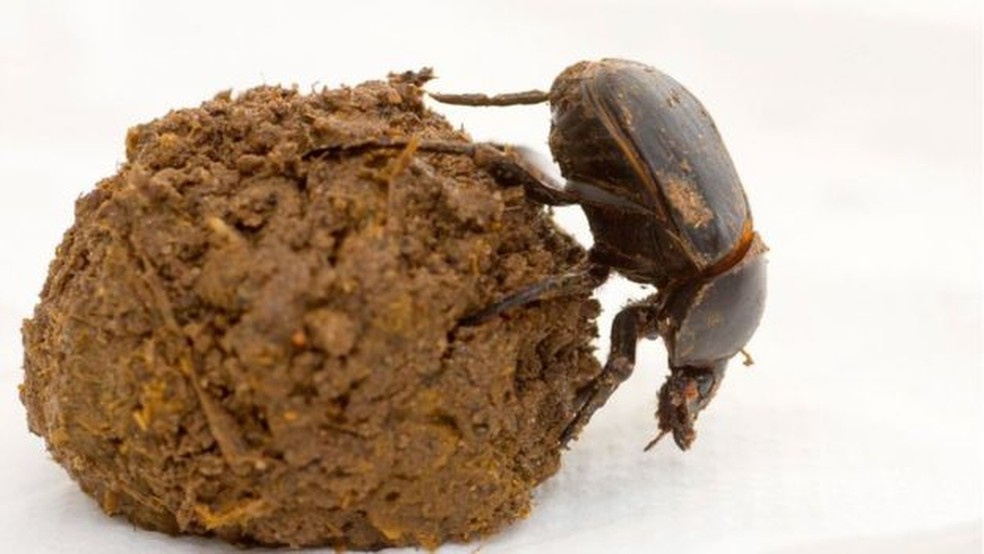 Os insetos ajudam a manter o planeta limpo, acelerando a decomposição dos resíduos biológicos — Foto: Getty Images/BBC