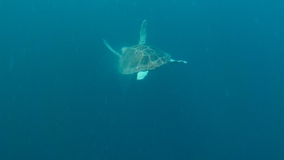 Tartaruga voltou ao mar apÃ³s seis meses de tratamento â€” Foto: DivulgaÃ§Ã£o/Projeto Tamar