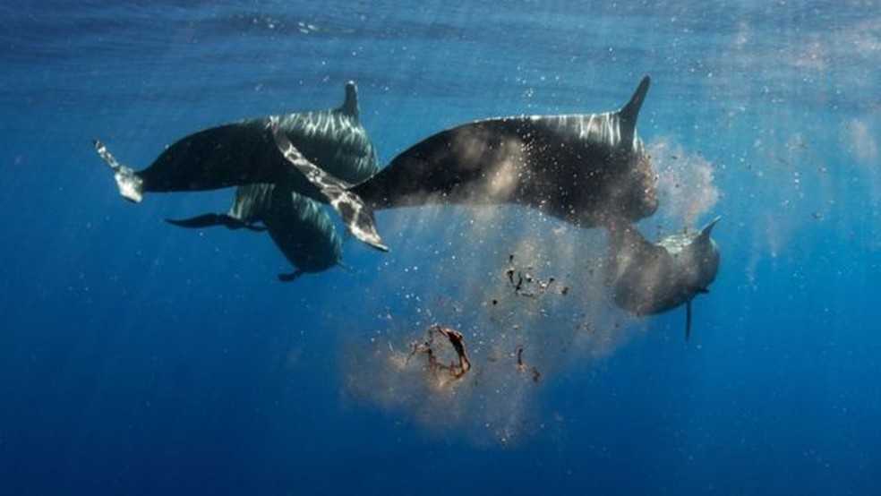 As fezes de baleia são um poderoso fertilizante para os fitoplânctons, que têm um grande potencial para capturar carbono — Foto: Alamy via BBC