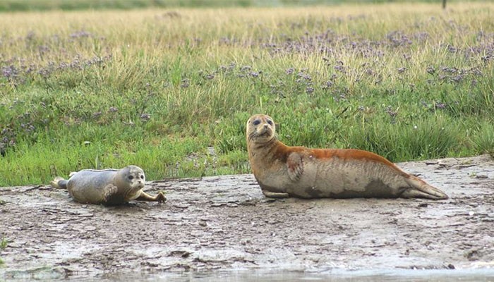 A população de focas no rio Tâmisa está crescendo (Foto: RSPB)