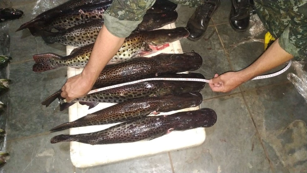 Peixes foram apreendidos e doados para o Núcleo de Apoio aos Pacientes com Câncer de Panorama — Foto: Polícia Ambiental