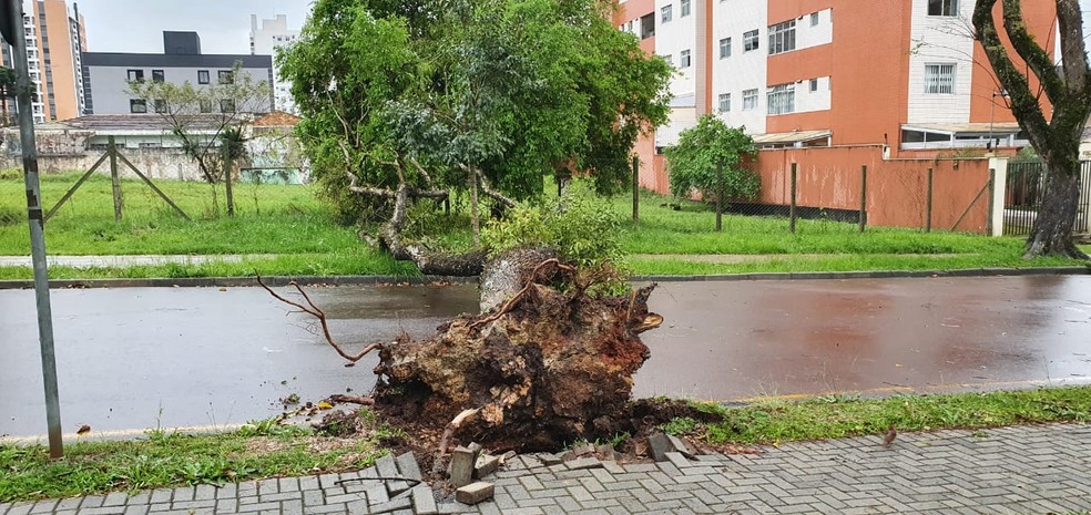 Uma árvore caiu e bloqueou a Rua Eduardo Geronasso, no Bacacheri, em Curitiba — Foto: João Salgado/RPC