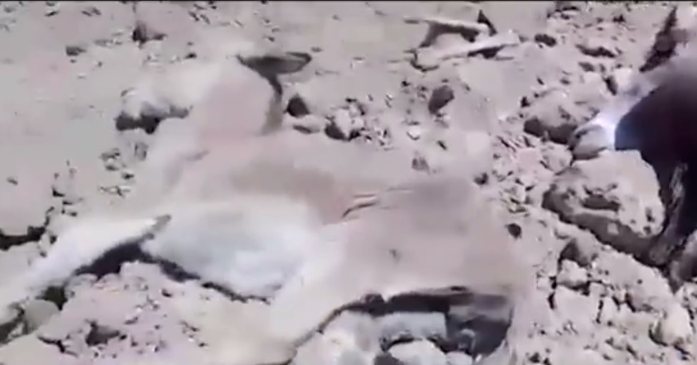 Vídeo mostra jumentos mortos  — Foto: Reprodução/TV Sudoeste