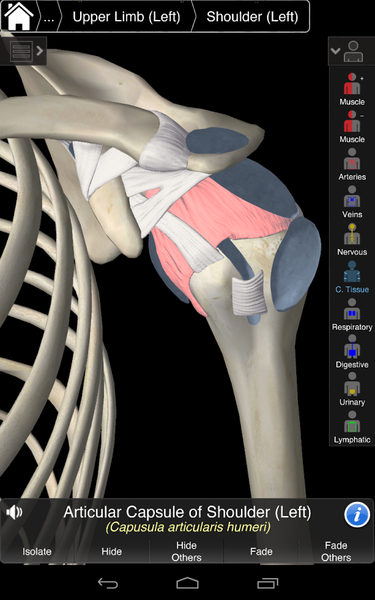 download essential anatomy for pc