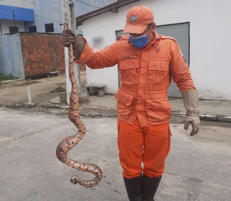 Jiboia de 1,7 metro foi um dos animais resgatados pelos Bombeiros neste fim de semana, no Ceará. — Foto: Divulgação/Corpo de Bombeiros do Ceará