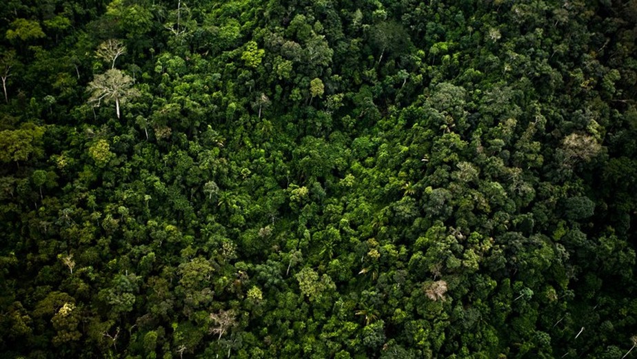 Preservação da floresta e desenvolvimento econômico não são antagônicos, reforça estudo