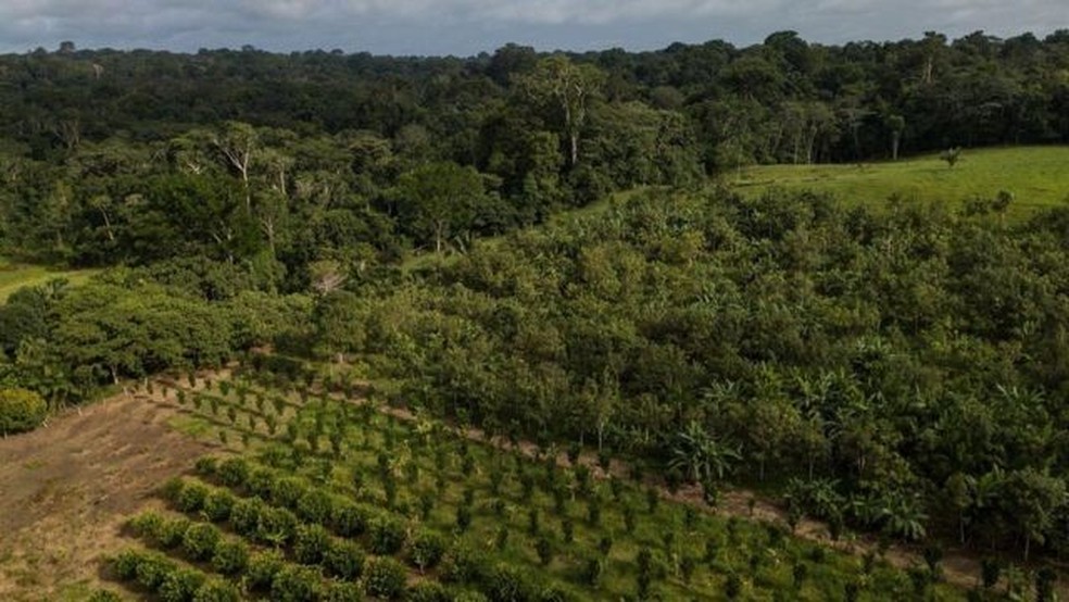 A foto mostra um Sistema Agroflorestal dentro da reserva Chico Mendes, no estado do Acre, e, ao fundo, uma floresta — Foto: Flávio Forner/Divulgação