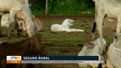 Seguro rural: advogado explica sobre esse tipo de proteção para o rebanho e propriedade