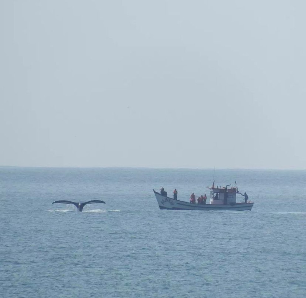 Baleia-franca foi vista ao lado de barco  — Foto: Mylo Inchausti Langley/ Divulgação 