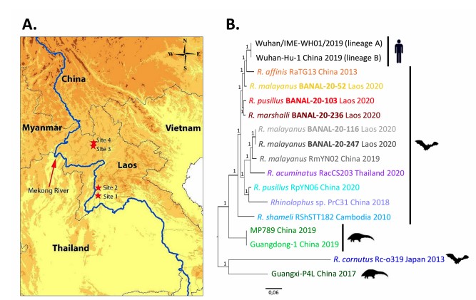 Mapa dos locais de amostragem. Todos BANAL os isolados foram coletados no mesmo local (local 1). (B) Análise filogenética do genoma completo de Sarbecovírus Laosianos e representativos de humanos, morcegos e pangolins. T (Foto: Reprodução)
