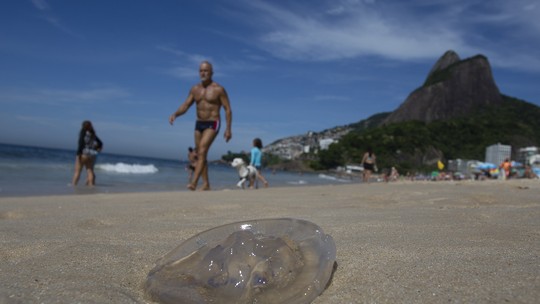 Grande quantidade de águas-vivas assusta banhistas nas praias do Rio neste domingo; veja fotos