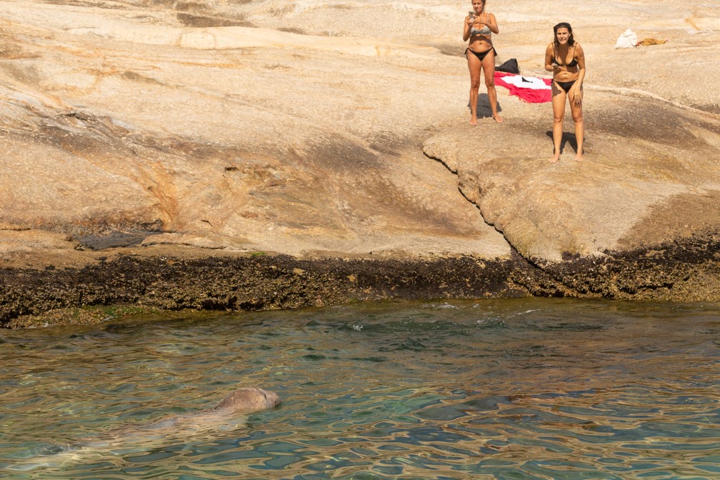 Fotógrafos registram elefante-marinho na Praia do Arpoador — Foto: Helena Barreto/Arquivo pessoal