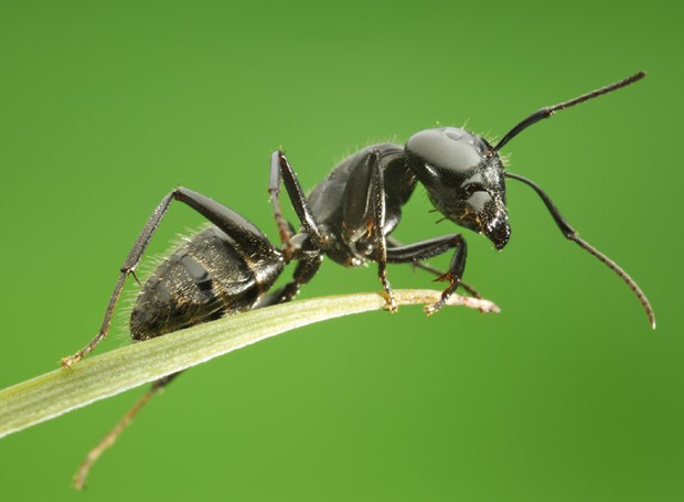 Macro of ant sitting on grass top (Foto: Getty Images/iStockphoto)