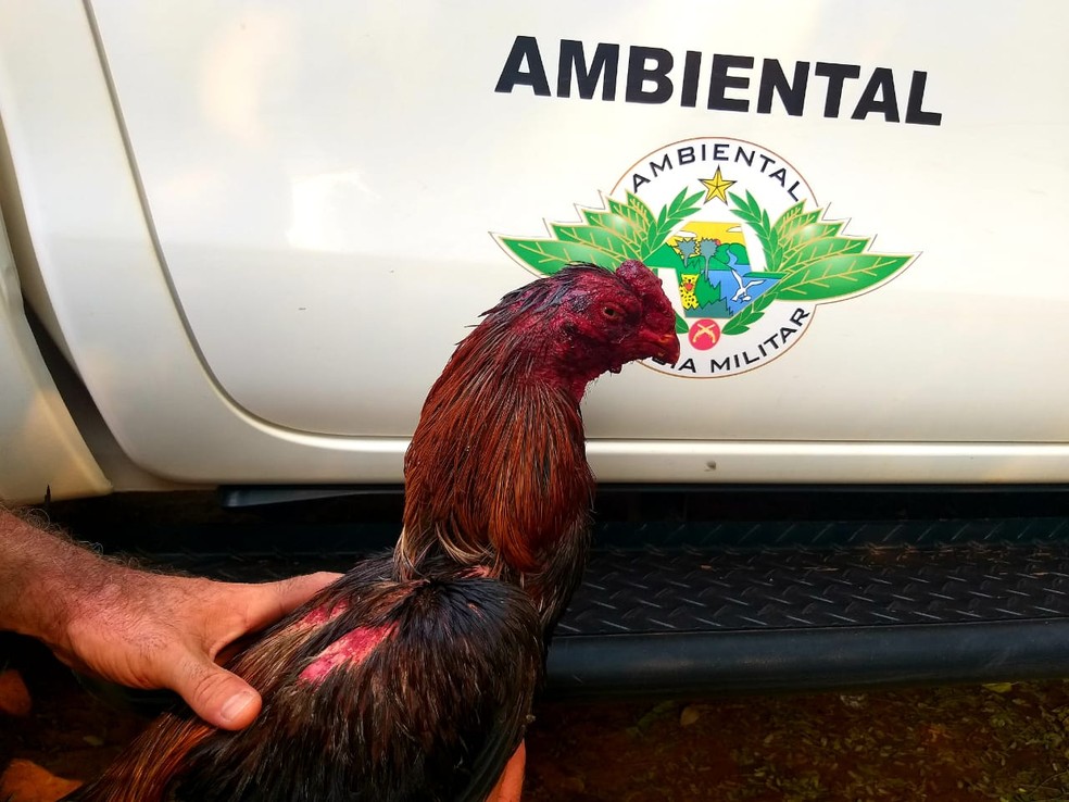 Aves foram encontradas em situação de maus tratos — Foto: Polícia Ambiental