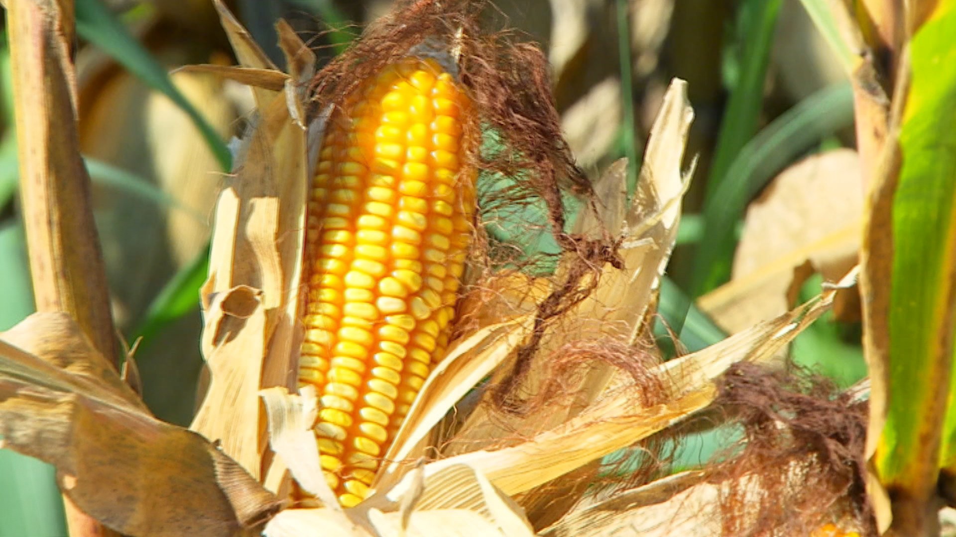 Financiamento para cultivo do milho é ampliado para estimular a produção thumbnail