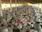 Seca afeta produção de ovos e frangos de corte no agreste de PE