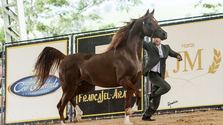 Cavalo árabe em exposição (Foto: Rogério Santos/Divulgação)
