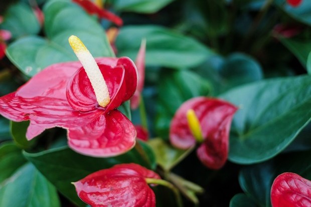 Plantas: 4 espécies perfeitas para interiores (Foto: Getty Images)