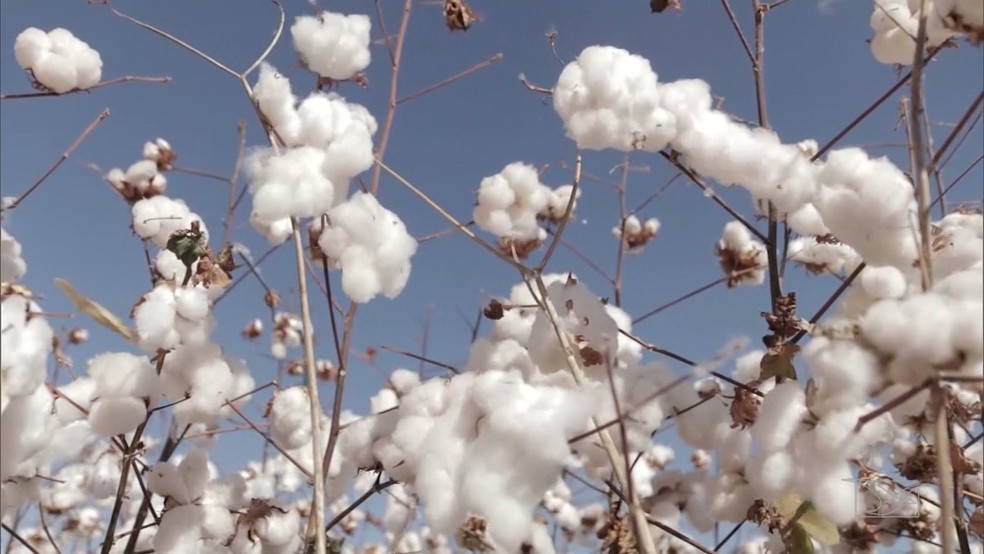 Safra de algodão nas lavouras do Maranhão — Foto: Reprodução / TV Mirante