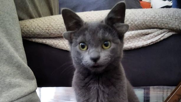 Mutação genética fez gatinha desenvolver 4 orelhas (e bombar na internet)  (Foto: @midas_x24/Reprodução Instagram)