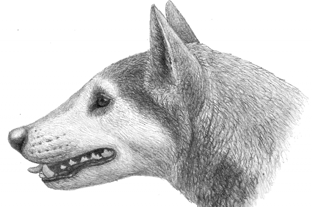 cachorro (Foto: Illustration of Cynarctus. Mauricio Antón)