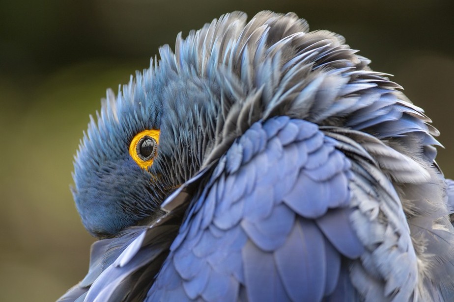 A arara-azul-de-lear consta no livro 'Aves brasileiras extintas e ameaçadas', de 2022, organizado pelo ambientalista Rodrigo Agostinho