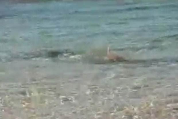 Em 2011, um cachorro foi filmado atacando um tubarão na cidade australiana de Broome. A cena foi filmada no dia 1º de junho pelo cinegrafista Russell Hood-Penn e divulgada nesta quarta-feira (20) pela agência "Reuters". As imagens mostram o cão nadando com os tubarões na parte rasa da praia, quando ele mergulha e parece morder um dos predadores. (Foto: Russell Hood-Penn/Reuters)