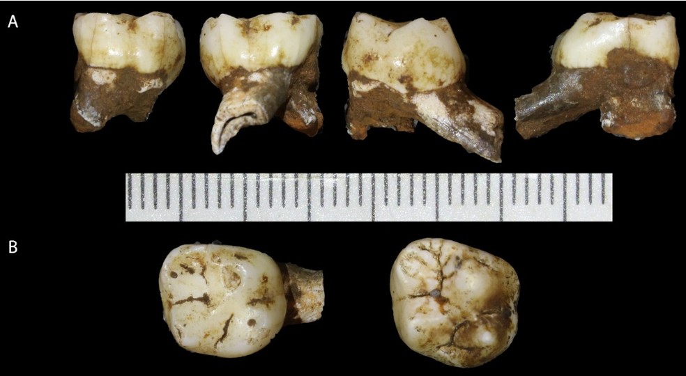 Pesquisadores recuperaram seis dentes do fóssil — Foto: Wits University