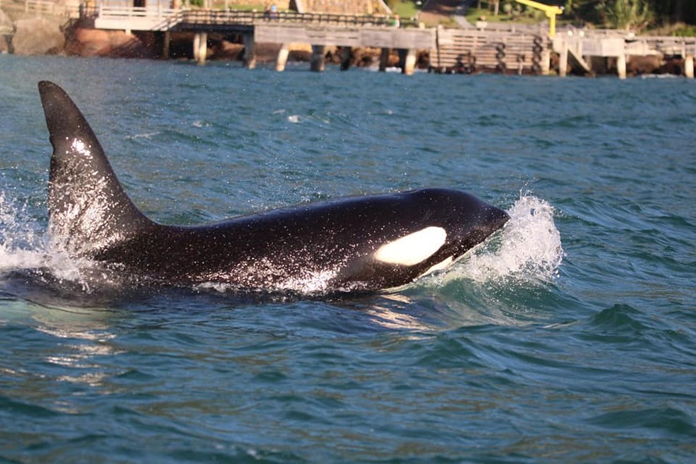 Pesquisadores acreditam que orcas procuram águas mais quentes para tratar a pele. (Foto: Manuel Albaladejo / Instituto Argonauta)