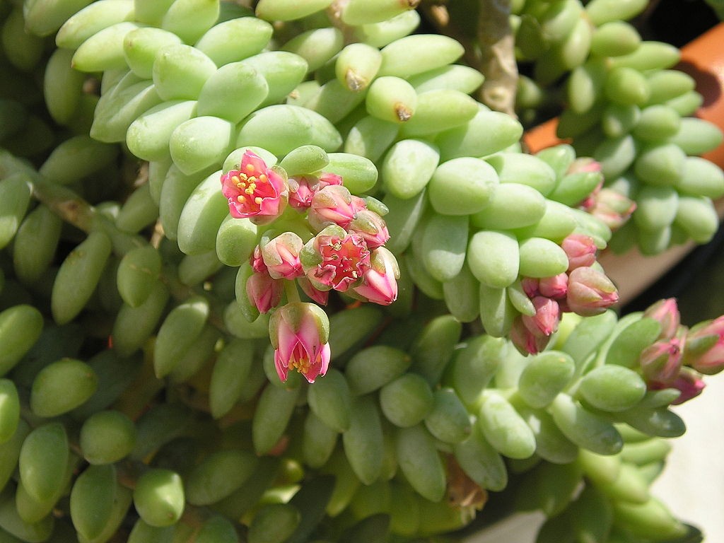 Suculenta dedo-de-moça: conheça a planta e saiba como cultivá-la! - Casa e  Jardim | Plantas