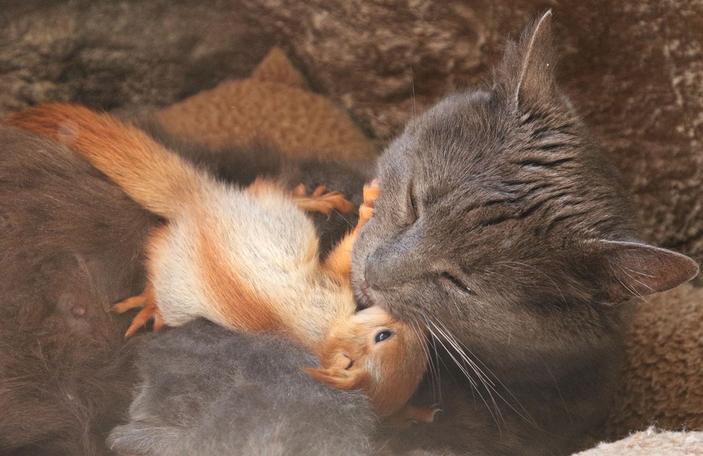Gata 'adota' filhotes de esquilo na Crimeia — Foto: Alexey Pavlishak/Reuters