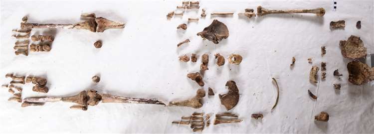 Arqueólogos identificam ossada de Eansvida, princesa e santa do século 7 (Foto: Mark Hourahane/Reprodução)